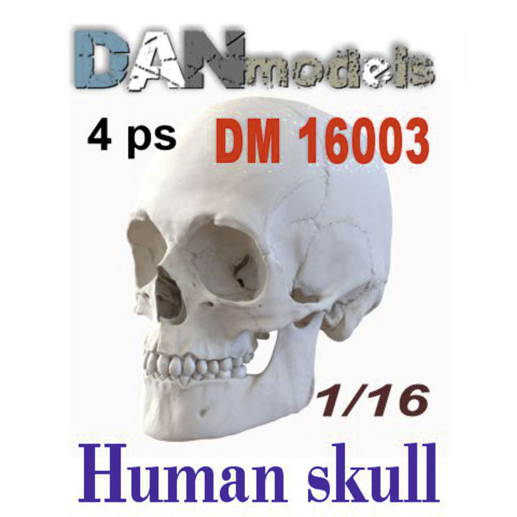 Human skulls. 4 pieces Scale 1:16 DAN Models DM 16003