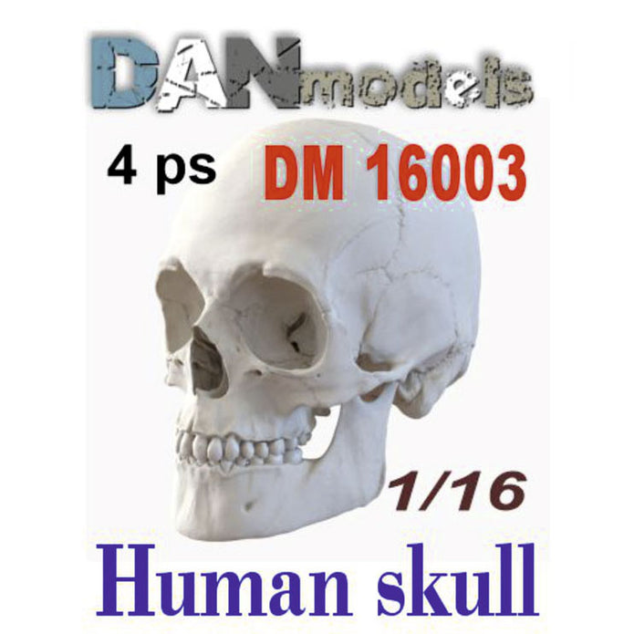 Human skulls. 4 pieces Scale 1:16 DAN Models DM 16003