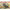 ICM 35104 Plastic model 1:35 Sd.Kfz.251/6 Ausf.A (with crew) model plastic kits