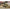ICM 35336 Plastic model Tank kit Scale 1:35 FCM 36, WWII French Light Tank