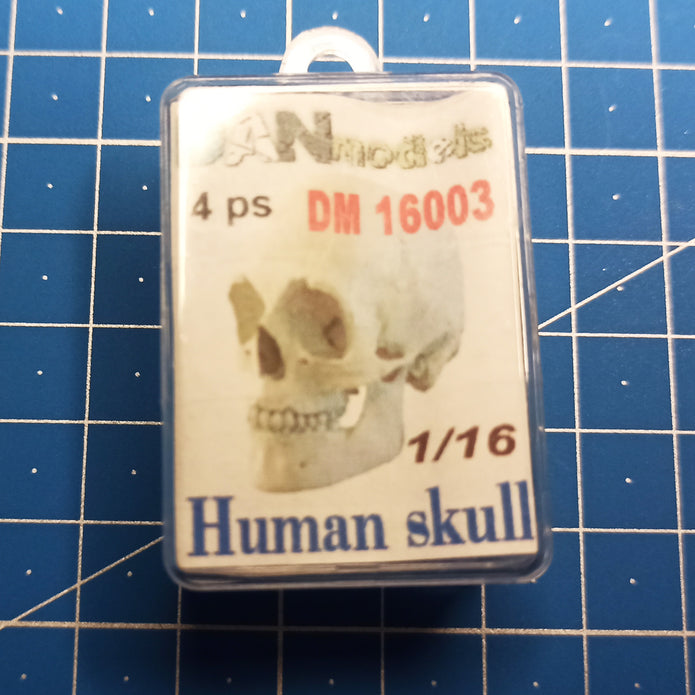 Human skulls. 4 pieces Scale 1:16 DAN Models DM 16003