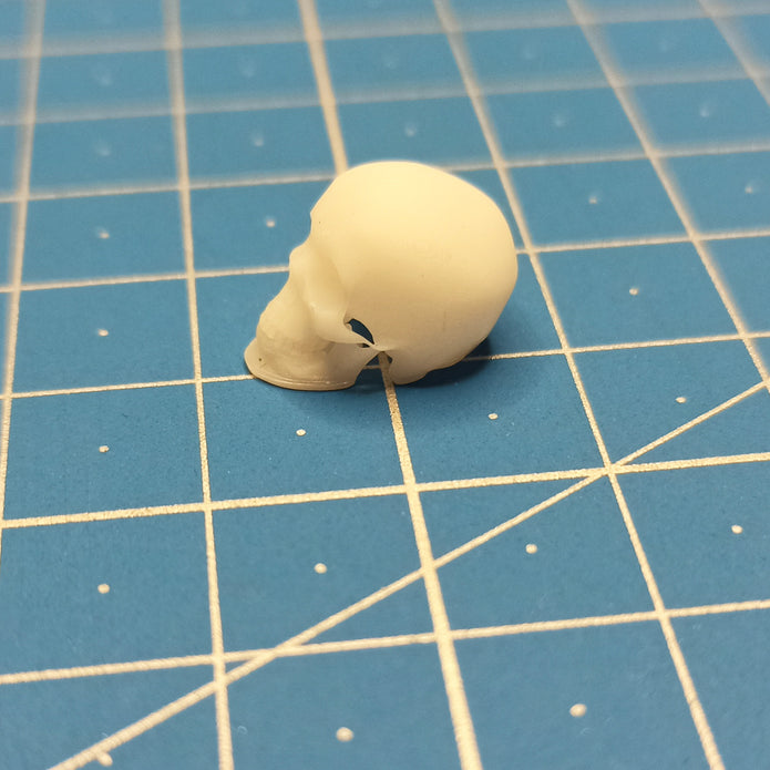 Human skulls. 4 pieces Scale 1:16 DAN Models DM 16003