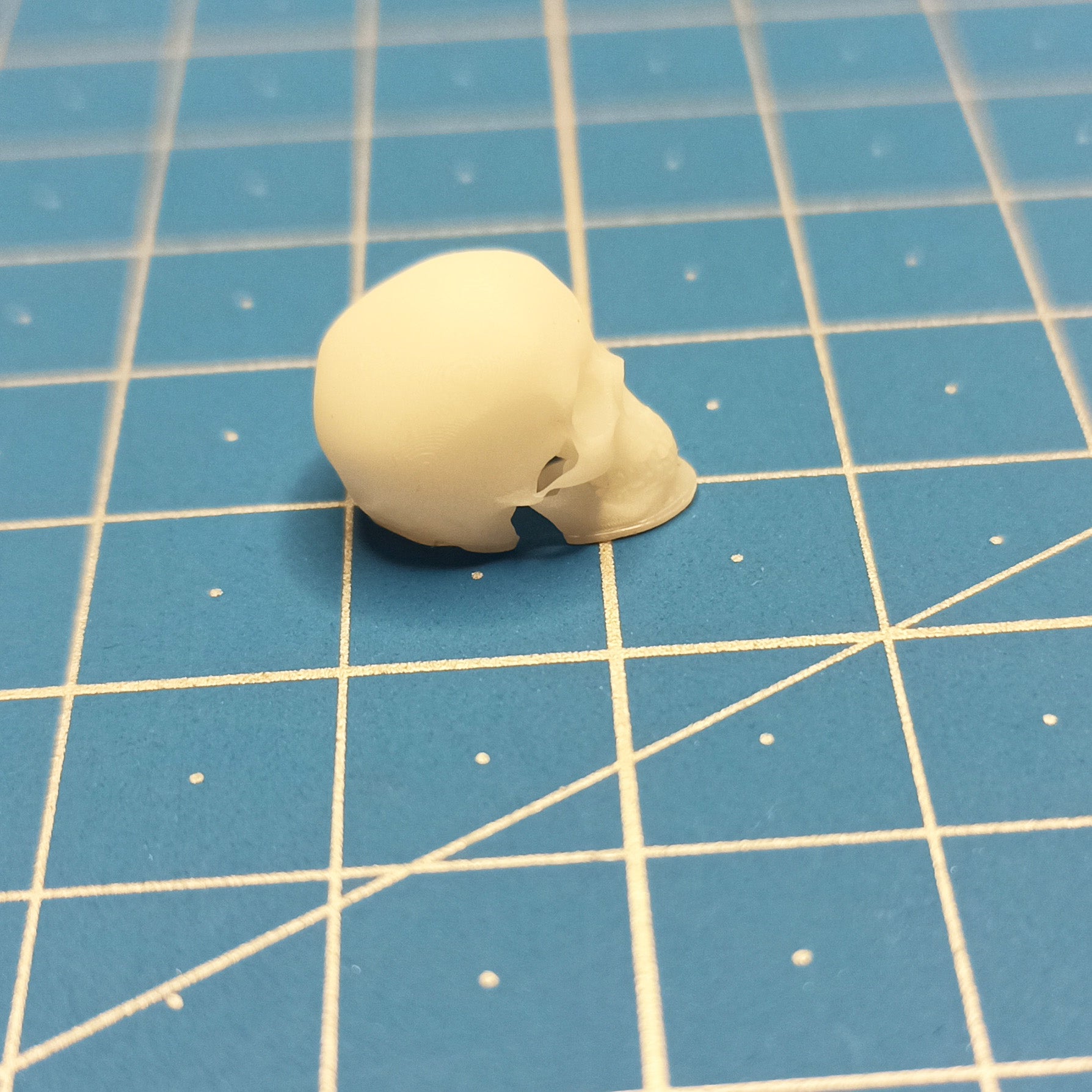 Human skulls. 4 pieces Scale 1:16 DAN Models DM 16003